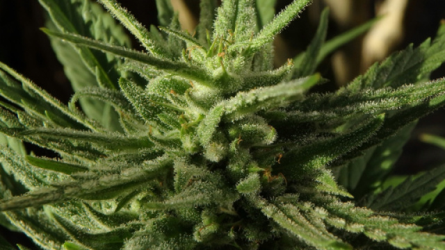 La cannabis riduce la fertilita' maschile | Tuo Benessere - tuobenessere.it