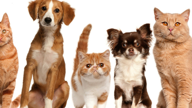 Umbria: veterinario gratis per chi adotta cani o gatti