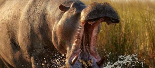 Los cinco animales m&aacute;s letales