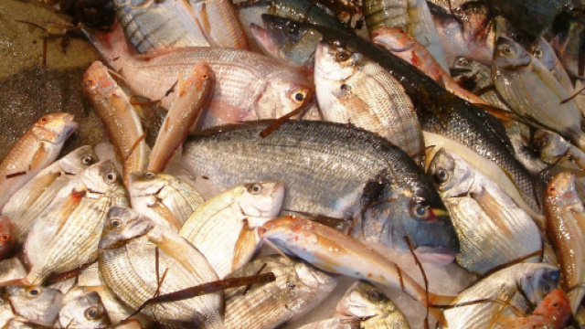 Puglia, sequestrati quintali di pesce scaduto da anni: era destinato ai cenoni