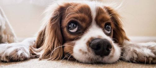 Heartwarming stories of dogs who will now have a very Merry Christmas. [Image PIxabay]