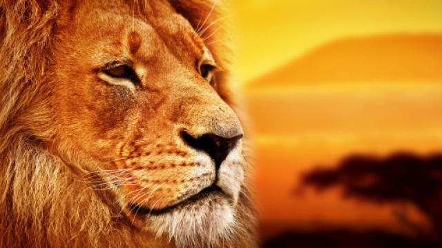 Oroscopo di gennaio per il segno del Leone.