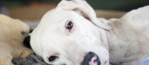 La Erliquiosis Canina y la Anaplasmosis: enfermedades silenciosas ... - gob.ve