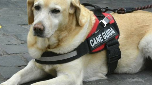 Non vedente va a messa con il suo cane guida che abbaia: il parroco si arrabbia e gli dice di non portarlo pi&ugrave;