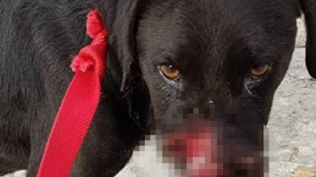 Fanno esplodere petardo nel naso di un cane: la storia di Peppino commuove il web - Primonumero.it