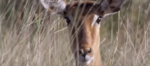 Best wildlife clips on BBC Earth - YouTube - Image credit BBC Earth | YouTube