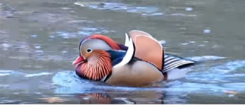 Musings on the Mandarin Duck Escapee in Central Park. [Image source/quoteny YouTube video]