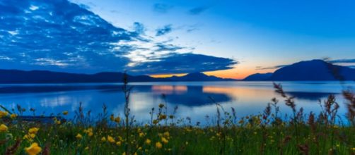 Flowers at sunset. - [Nils Lien / YouTube screencap]