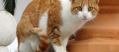 Cats do the darnedest things.[image source: Katja Schulz /Wikimedia Commons]