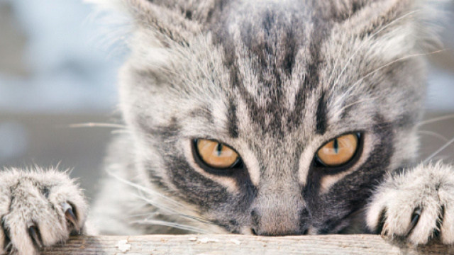 Six raisons &eacute;tay&eacute;es scientifiquement de d&eacute;tester les chats (ou de ... - lefigaro.fr