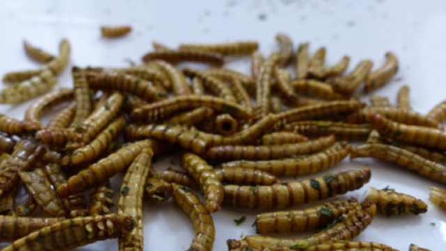 I giovani italiani sono molto interessati alla cucina a base di insetti e aracnidi - (Canva)