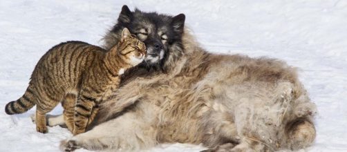 Animals often adopt baby animals of another species, loving and caring for them as if they were their own. [Image Pixabay]