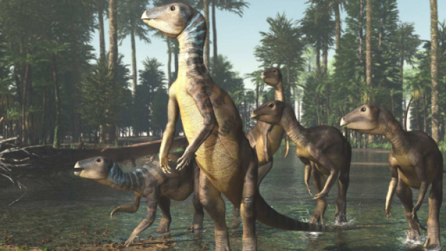 Australia, scoperti i resti di un nuovo dinosauro chiamato Weewarrasaurus