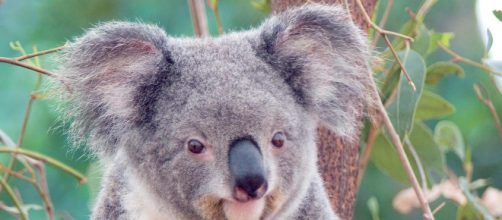 El koala es un mam&iacute;fero marsupial nativo de Australia