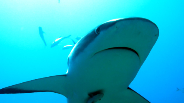 Australia, surfista attaccato da uno squalo: &egrave; grave ma le sue condizioni sono stabili
