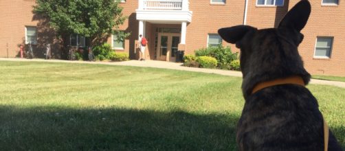 Be an emotional support human for a local dog. - [Image via Abbey McLaughlin]