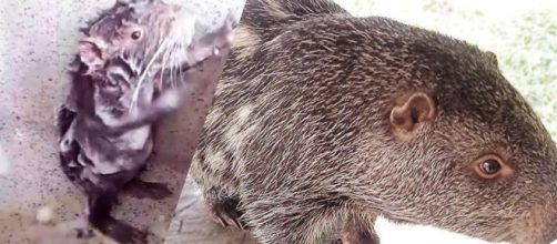 Pacarana, um roedor t&iacute;pico no Peru