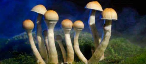 Psilocibe cubensis planta sagrada