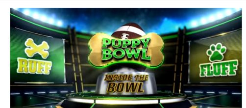 Puppy Bowl XIV airs February 4 at 3:00 PM EST. (Image via Animal Planet Youtube screenshot).