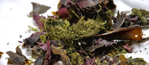 &iquest;Sabes que con arcilla, agua y algas marinas puedes elaborar una extraordinaria mascarilla para las pieles grasas?