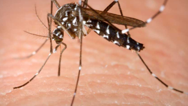 In arrivo la zanzara che porta la febbre gialla: i rischi per l'uomo