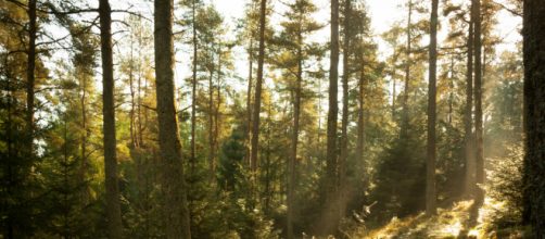 Turns Out, Planting the Right Trees is What Really Counts to Save ... - therainforestsite.com