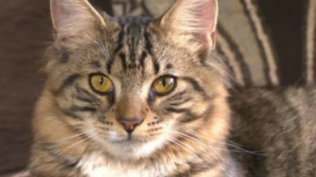 Animali, bastona gatto: condanna pesante