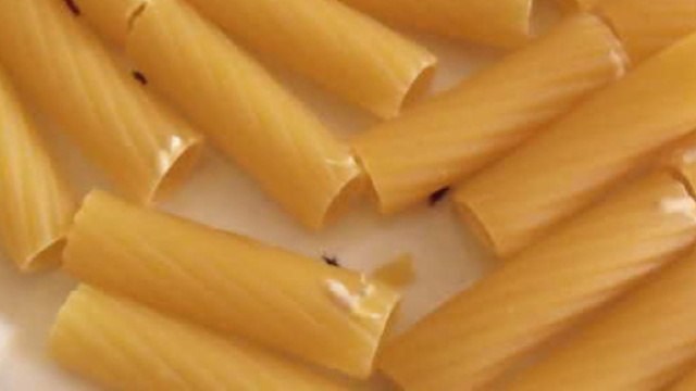 Pasta infetta da parassiti: scopriamo i possibili effetti indesiderati da conoscere