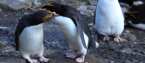 Torquay Zoo has too many interfering bachelor penguins, so they are being moved out. [Image credit: liam quinn CC BY-SA 2.0]