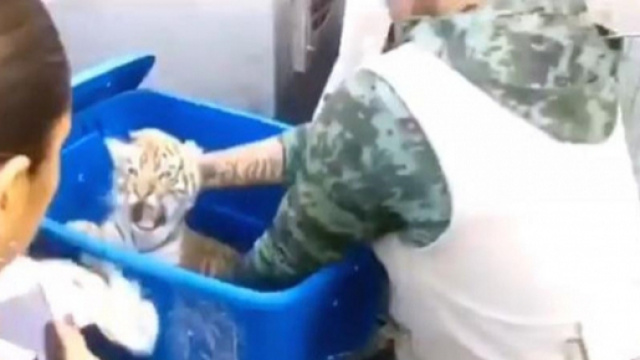 Cucciolo di tigre spedito per posta: la scoperta del cane poliziotto - lastampa.it