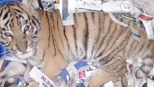 Tigre rinchiusa in un pacco postale, &egrave; successo in messico