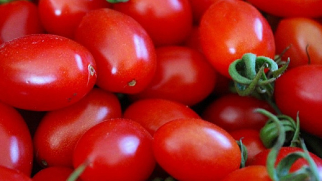 Pomodoro pachino, raccoglierlo non conviene: ecco cosa sta succedendo
