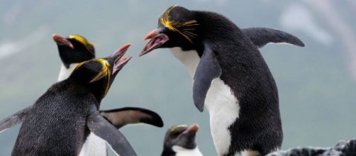 El amor en San Valent&iacute;n est&aacute; en el aire para los Ping&uuml;inos Macaroni