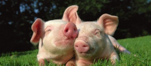 &iquest;Por qu&eacute; hacer da&ntilde;o a las criaturas que habitan la Tierra igual que nosotros?