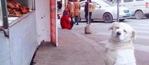 Un perro muy educado que puedes conocer en Japon