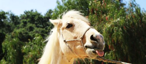 Three fun facts about Valentine's Day. - [Image via Pixabay]