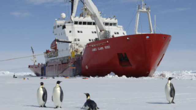 Pinguini sul ghiaccio marino di fronte alla RRS James Clark Ross (fonte bas.ac.uk).