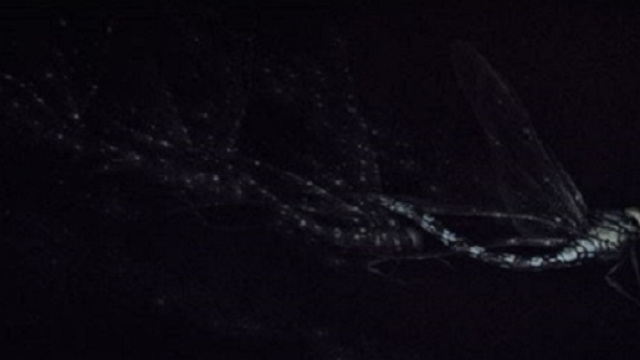 Vol de Nuit de Mikio Watanab&eacute;, Mani&egrave;re noire, 2015