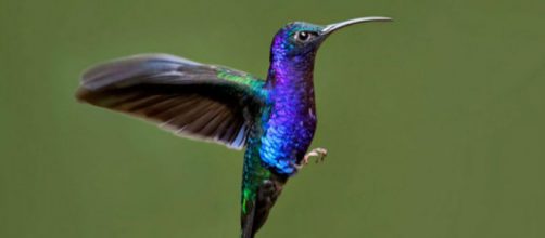 Con bellos colores y una capacidad de volar peculiar, el colibr&iacute; est&aacute; lleno de curiosidades