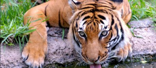 Los tigres son una especie en extinci&oacute;n desde hace a&ntilde;os, quedando menos de cuatro mil ejemplares