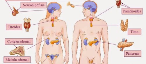 Puzzle de Sistema Endocrino , rompecabezas de - puzzlesjunior.com