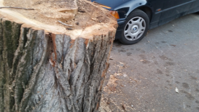 Pioppo abbattuto in Viale Giustiniano Imperatore.