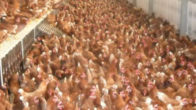 Salmonella in un allevamento di galline: ecco l'avviso dell'Ausl