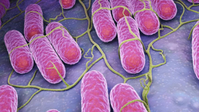 Salmonella: Symptoms, causes, and treatment - medicalnewstoday.com
