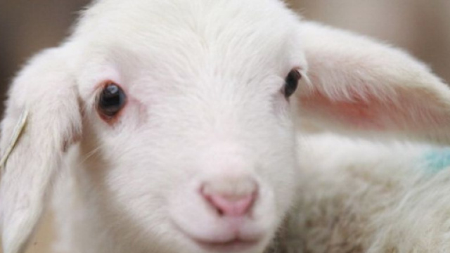 Creato embrione ibrido uomo-pecora