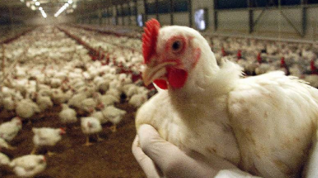 Salmonella in un allevamento del Reggiano: abbattute 18mila ... - gazzettadiparma.it