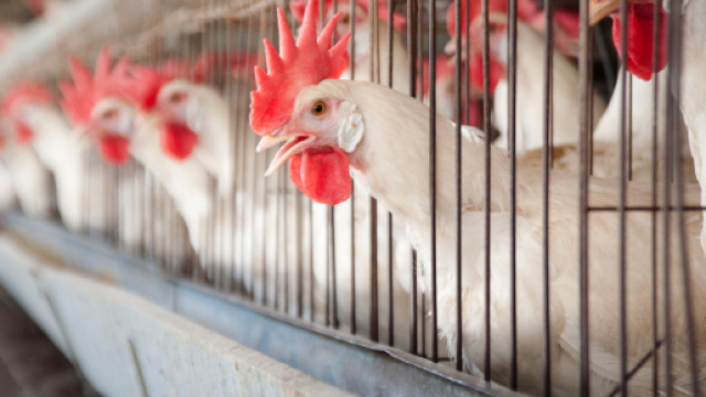 Salmonella negli allevamenti di galline - ilfattoalimentare.it