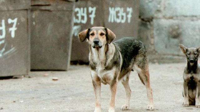Strage di cani randagi a Sciacca.