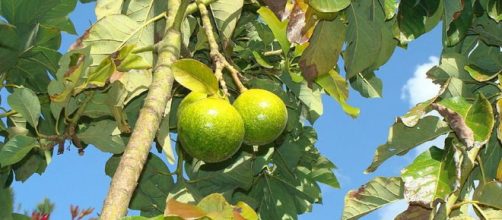 Las frutas son de suma importancia en la vida del hombre.