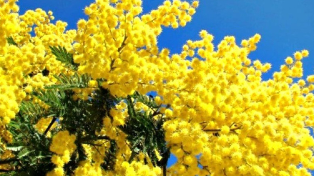 Una pianta di mimosa rigogliosa